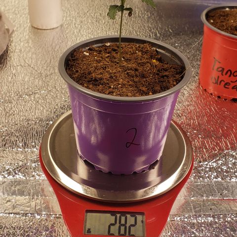 Tropicanna Banana #2 growlog timeline photo