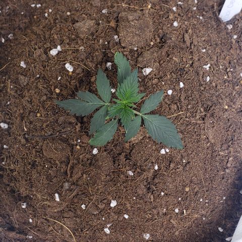 Black cream #1 growlog timeline photo