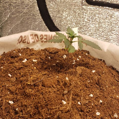 Black cream #1 growlog timeline photo