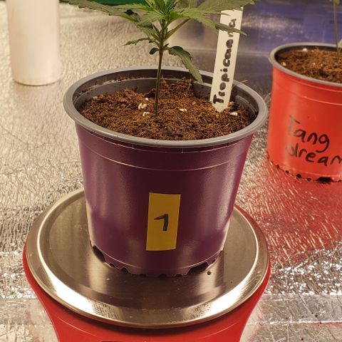 Tropicanna Banana #1 growlog timeline photo