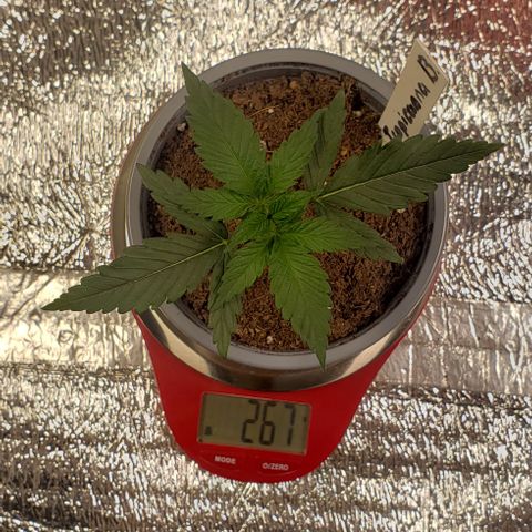 Tropicanna Banana #1 growlog timeline photo