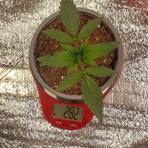 Tangerine Dream #1 growlog timeline photo