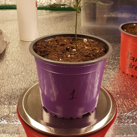 Tangerine Dream #1 growlog timeline photo