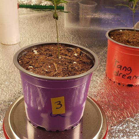 Tropicanna Banana #3 growlog timeline photo