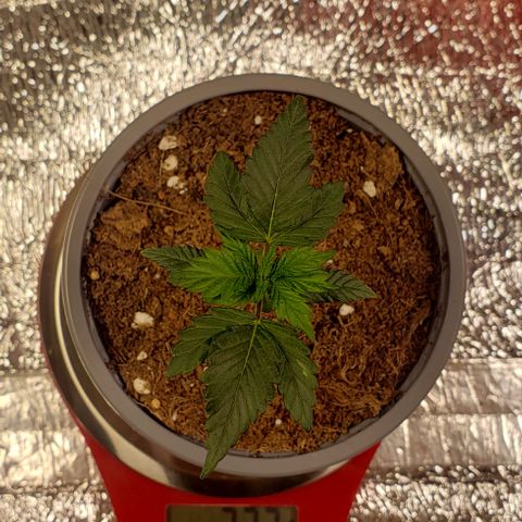 Tropicanna Banana #3 growlog timeline photo