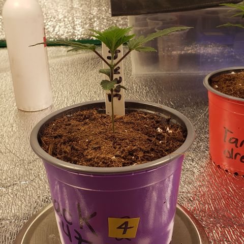 Jack 47 #4 growlog timeline photo