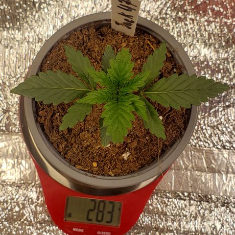 Jack 47 #4 growlog timeline photo