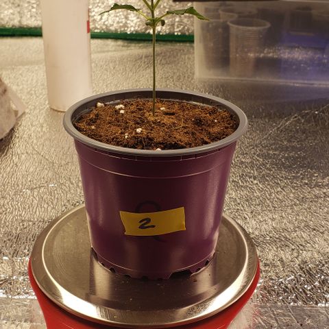Jack 47 #2 growlog timeline photo