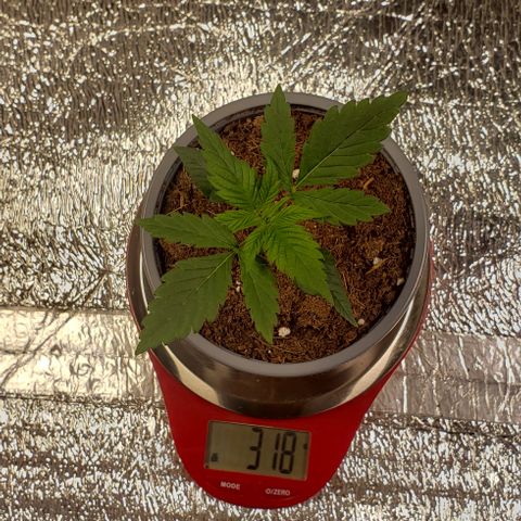 Jack 47 #2 growlog timeline photo