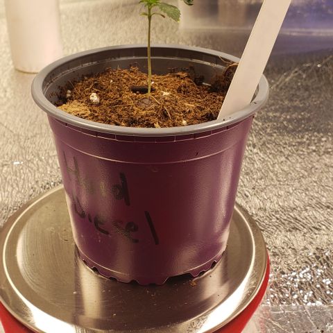 Hard Diesel growlog timeline photo