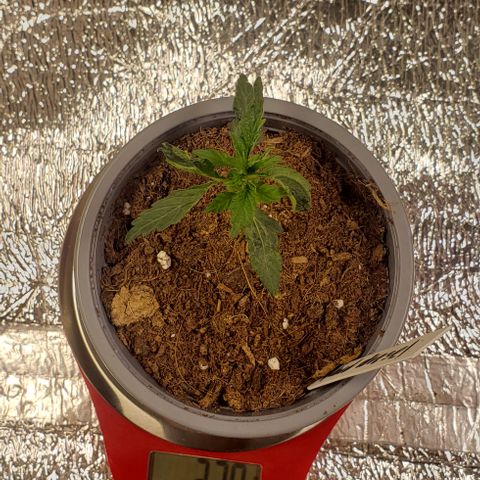 Hard Diesel growlog timeline photo