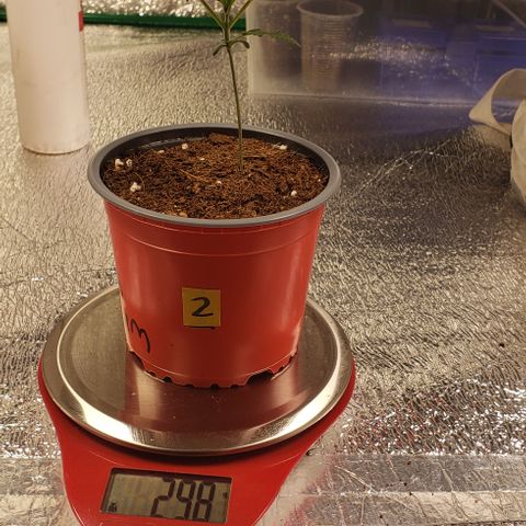 Tangerine Dream #2 growlog timeline photo