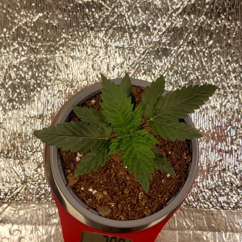 Tangerine Dream #2 growlog timeline photo