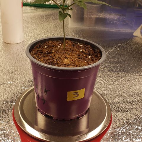 Jack 47 #3 growlog timeline photo