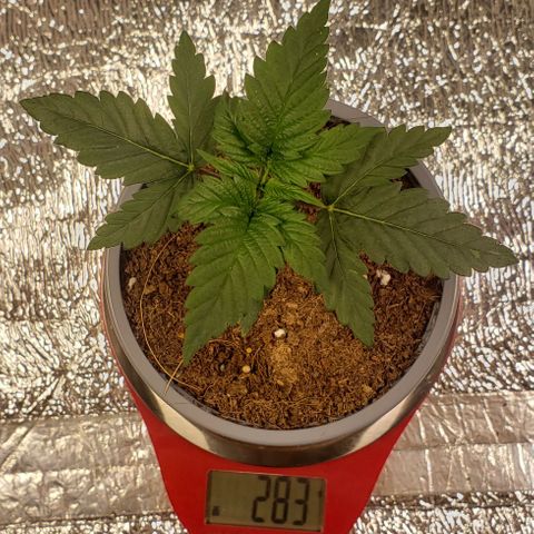 Jack 47 #3 growlog timeline photo