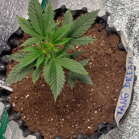 Tangerine Dream #3 growlog timeline photo