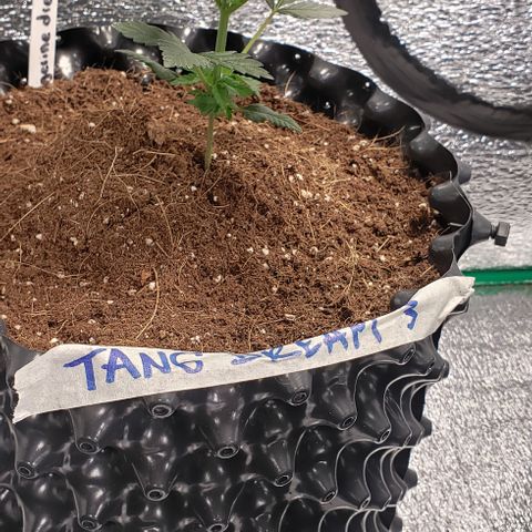 Tangerine Dream #3 growlog timeline photo