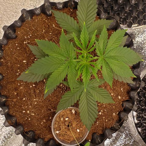 Jack 47 #1 growlog timeline photo