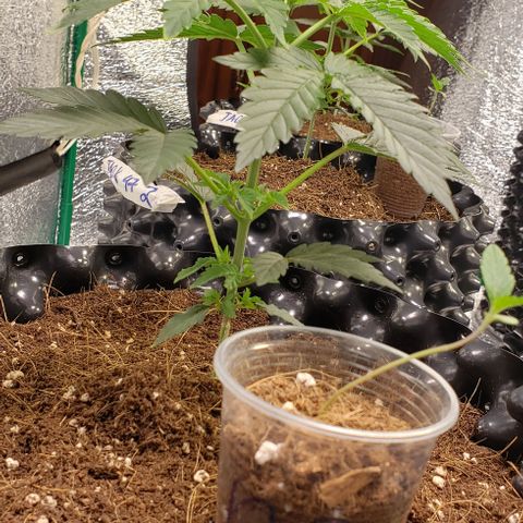 Jack 47 #1 growlog timeline photo