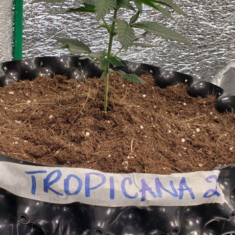 Tropicanna Banana #2 growlog timeline photo