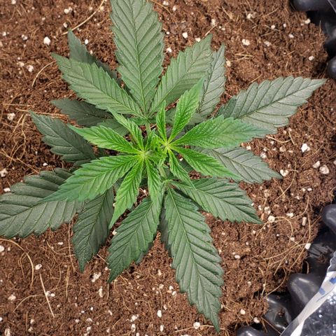 Tropicanna Banana #2 growlog timeline photo