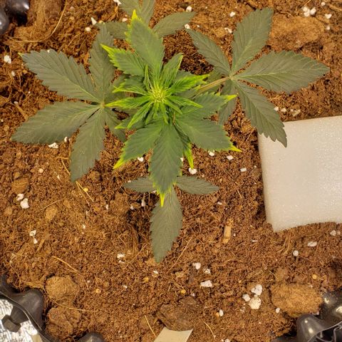 Black cream #1 growlog timeline photo