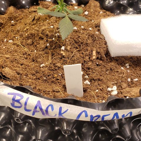 Black cream #1 growlog timeline photo