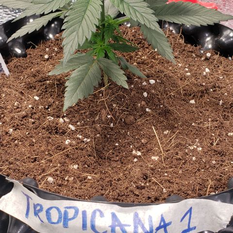 Tropicanna Banana #1 growlog timeline photo
