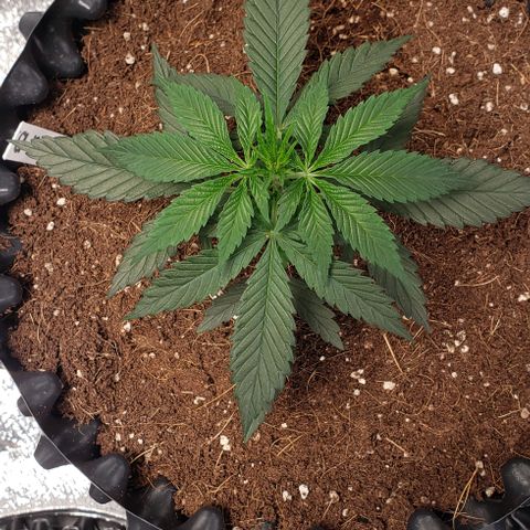 Tropicanna Banana #1 growlog timeline photo
