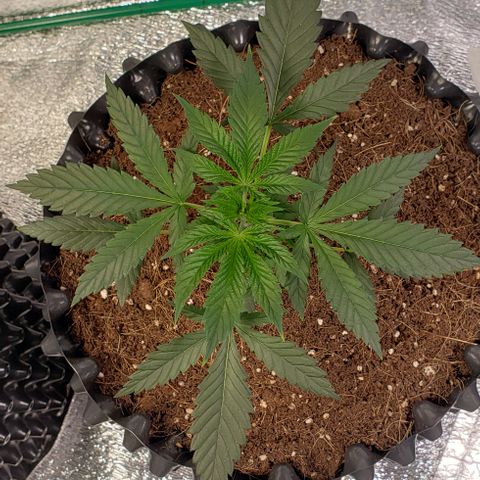 Tangerine Dream #1 growlog timeline photo