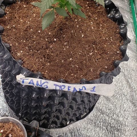 Tangerine Dream #1 growlog timeline photo