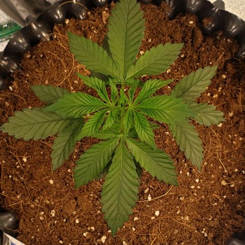 Tropicanna Banana #3 growlog timeline photo