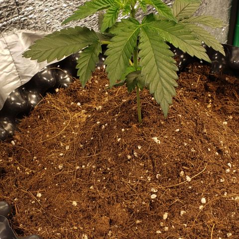Tropicanna Banana #3 growlog timeline photo