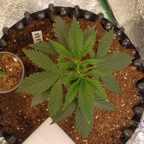 Jack 47 #4 growlog timeline photo