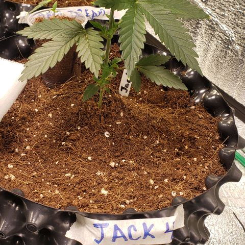Jack 47 #4 growlog timeline photo