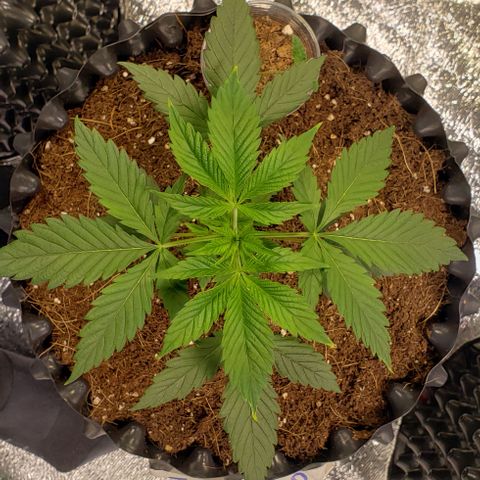 Jack 47 #2 growlog timeline photo