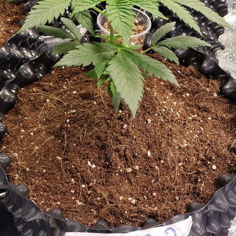Jack 47 #2 growlog timeline photo