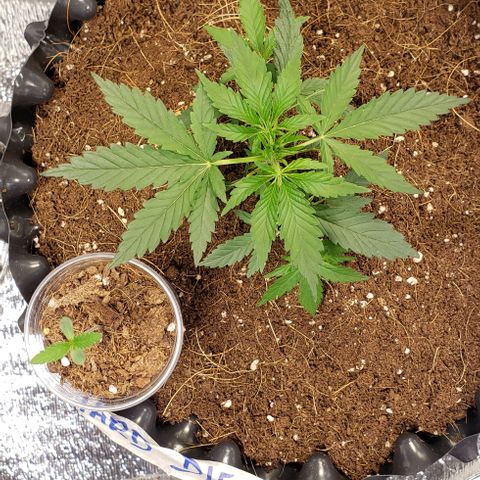 Hard Diesel growlog timeline photo