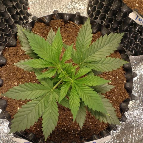 Tangerine Dream #2 growlog timeline photo