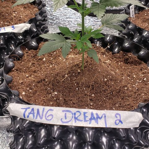 Tangerine Dream #2 growlog timeline photo