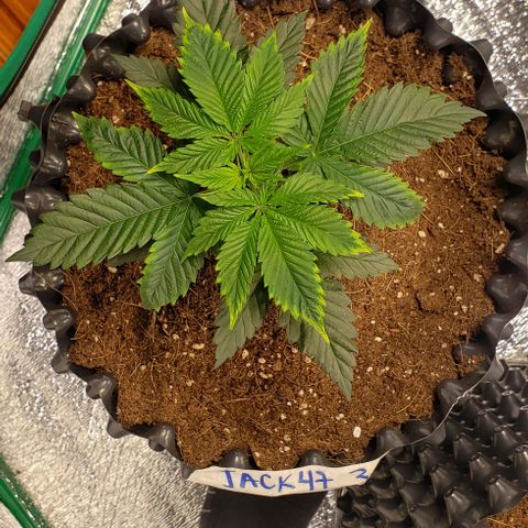 Jack 47 #3 growlog timeline photo