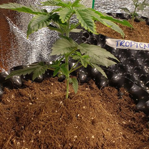 Jack 47 #3 growlog timeline photo