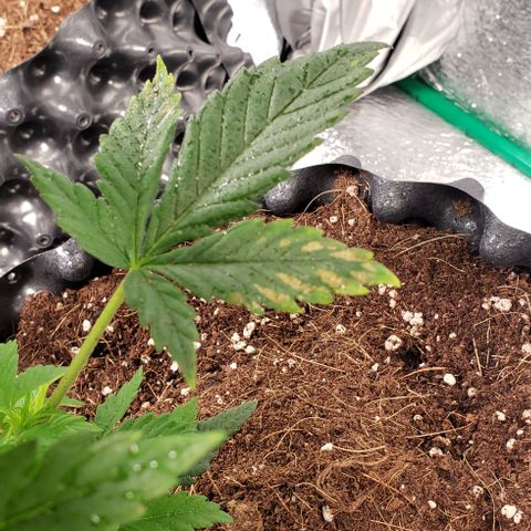 Tangerine Dream #3 growlog photo: Rocio de calcio