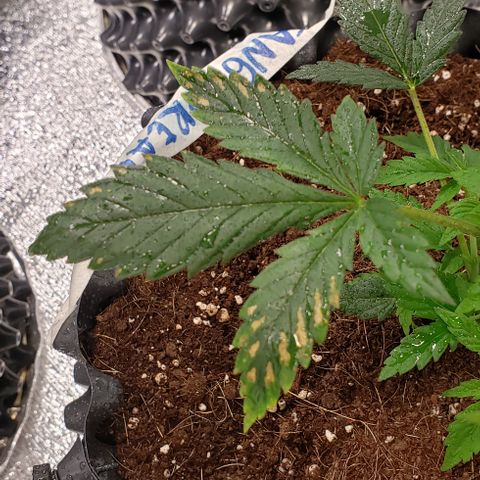 Tangerine Dream #3 growlog photo: Rocio de calcio