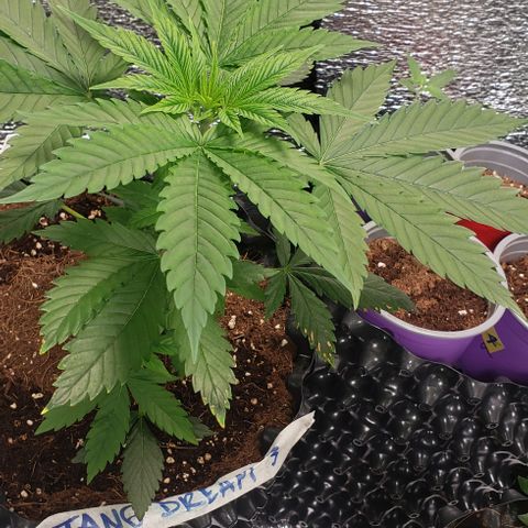 Tangerine Dream #3 growlog timeline photo