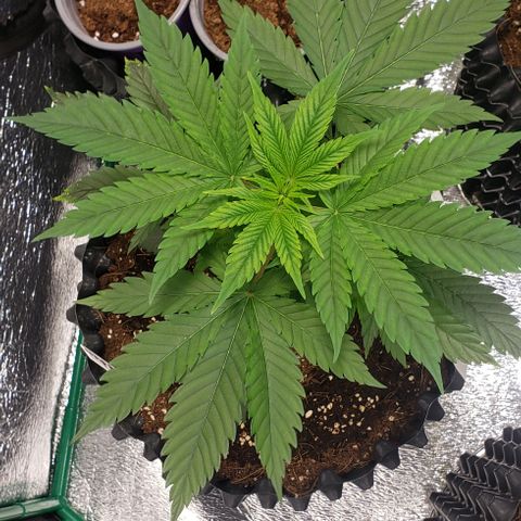 Tangerine Dream #3 growlog timeline photo