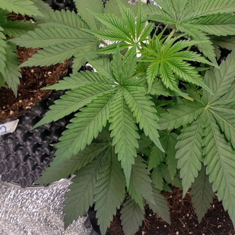 Jack 47 #1 growlog timeline photo