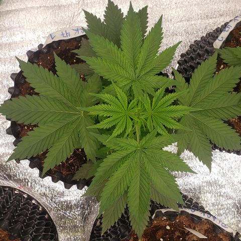 Jack 47 #1 growlog timeline photo