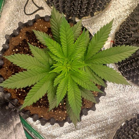 Tropicanna Banana #2 growlog timeline photo
