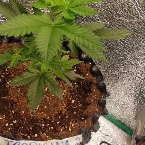Tropicanna Banana #2 growlog timeline photo
